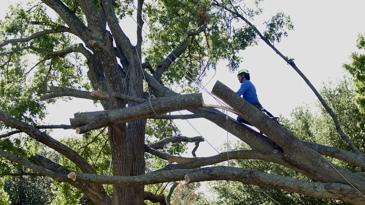 Professional Crown Thinning performed by certified arborists in Pineland