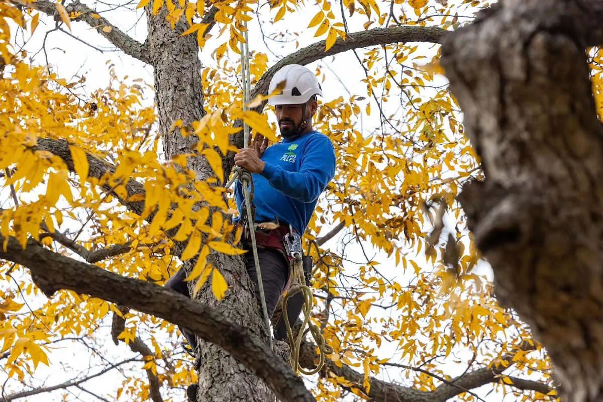 Skilled Tree Trimming crew working in Pineland